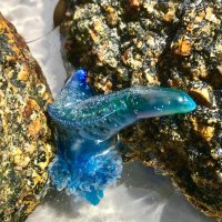 stuck blue bottle sarah atkinson